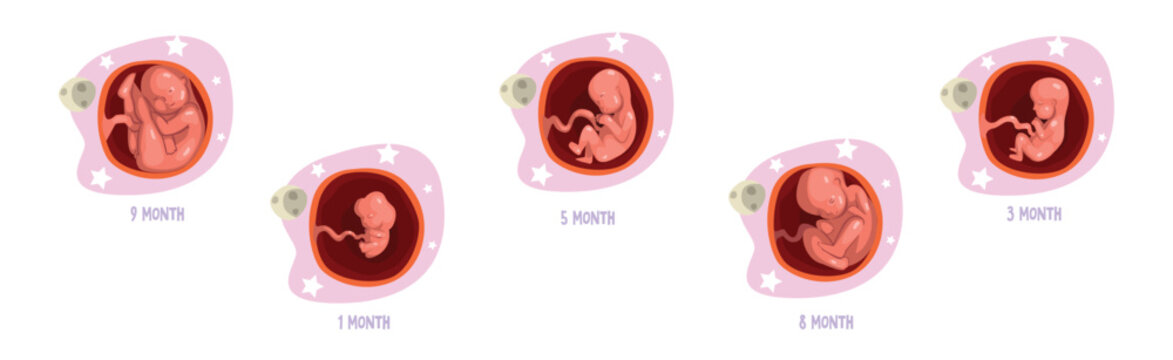 Human Embryo Month Development Stages Medical Infographic Element Vector Set