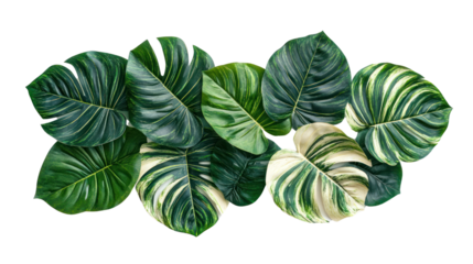 A vibrant arrangement of tropical leaves on a white isolated background, showcasing rich green hues and intricate patterns.