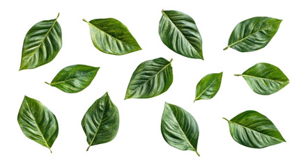 Naklejka premium Collection of fresh green leaves arranged artistically on a white background, ideal for nature-themed projects and graphic designs.