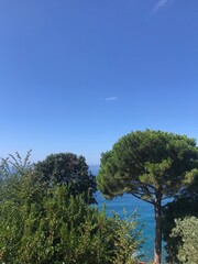 Obraz premium Meer und Bäume 