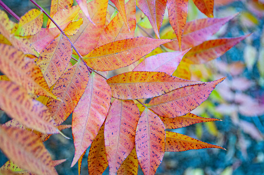 autumn leaves in the sun