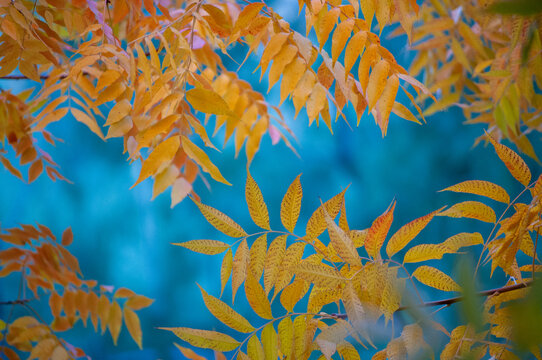 Autumn Leaves on Blue