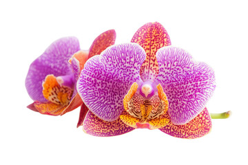 Plakat Beautiful purple and orange orchids blooming elegantly in a serene garden setting