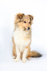 A Shetland Sheepdog puppy sitting in a photo studio, captured in a well-lit environment with a professional backdrop