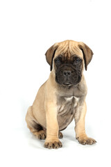 A Bullmastiff puppy sitting calmly against a white background, showcasing its adorable features and sturdy build