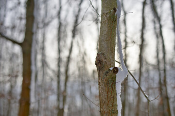 Obraz premium Schnee Landschaft skurril Schnee Figur auf Baum Wald und Wiese Gräser Acker Blätter Äste Closeup Im Winter am Tag Erfurter Landschaft Deutschland Thüringen 