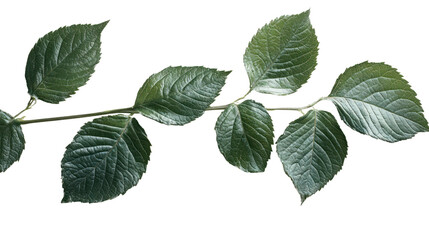Naklejka premium A vibrant green leaf branch with detailed texture, showcasing natural beauty against a white isolated background.
