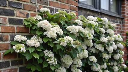 White Hydrangea Blooms Growing on a Brick Wall