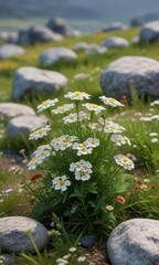 Obraz premium Achillea millefolium flowers in a meadow with a few rocks and twigs scattered throughout the scene, achillea, rocks