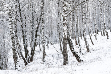 Birch grove after a snowfall on a winter cloudy day. Birch branches covered with snow.