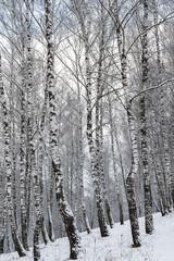 Birch grove after a snowfall on a winter cloudy day. Birch branches covered with snow.