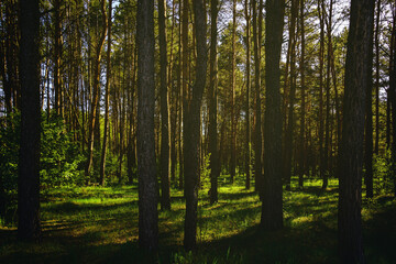 Naklejka premium Sunbeams streaming through the pine trees and illuminating the young green foliage on the bushes in the pine forest in spring. Vintage film aesthetic.