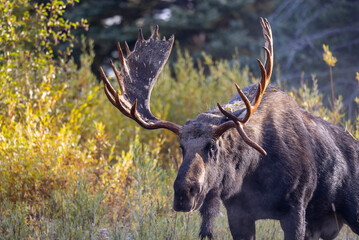 Bull Shiras Moose Rutting in Autumn in Grand Teton National Park Wyoming