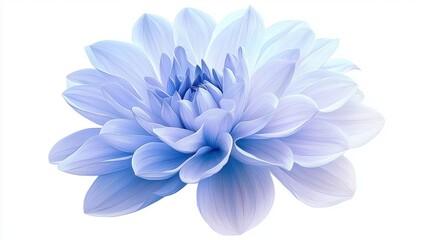 Fototapeta premium Detailed Blue Flower in Full Bloom Isolated on White Background for Stock Use