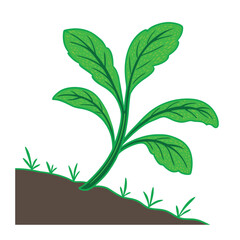 Tobacco seedling plant isolated on white background