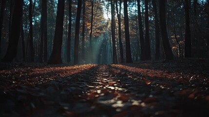 Sunlit Path Through A Dark Autumn Forest