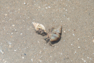 hermit crab on the beach