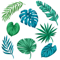 Set of stylized palm leaves. Decorative image of tropical foliage and plants.
