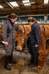 Formation d'une élève stagiaire de lycée agricole par une éleveuse de  vaches limousines....
