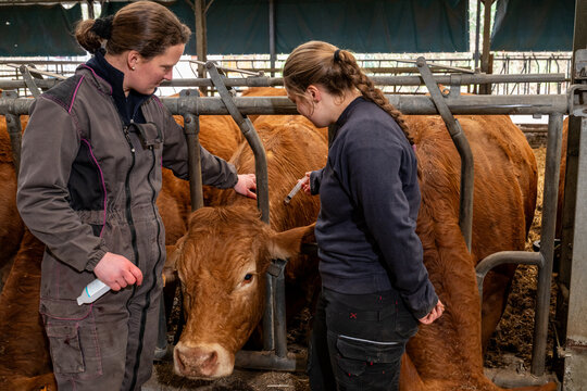 Formation d'une &eacute;l&egrave;ve stagiaire de lyc&eacute;e agricole par une &eacute;leveuse de  vaches limousines. Vaccination contre la FCO avec le vaccin de la marque Bluevac