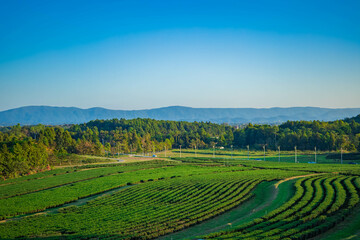 Aerial view of tea plantation on a hill, surrounded by mountains and forest, with a vibrant rural atmosphere, Cameron highlands, Malaysia.