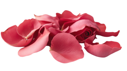 A beautiful arrangement of pink rose petals scattered artfully on a white background, ideal for romantic themes and floral designs.