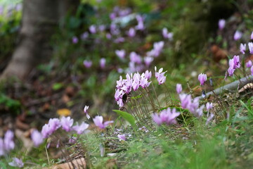 Efeublättriges Alpenveilchen, Cyclamen hederifolium, Herbst-Alpenveilchen, Neapolitanisches Alpenveilchen, Neapolitaner Erdscheibe, Kroatien, Dalmatien, pink, Blume, schön