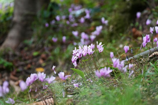 Efeubl&auml;ttriges Alpenveilchen, Cyclamen hederifolium, Herbst-Alpenveilchen, Neapolitanisches Alpenveilchen, Neapolitaner Erdscheibe, Kroatien, Dalmatien, pink, Blume, sch&ouml;n