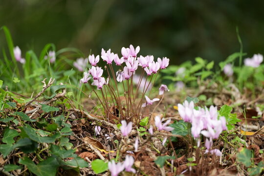 Efeubl&auml;ttriges Alpenveilchen, Cyclamen hederifolium, Herbst-Alpenveilchen, Neapolitanisches Alpenveilchen, Neapolitaner Erdscheibe, Kroatien, Dalmatien, pink, Blume, sch&ouml;n