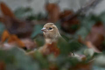 Female eurasian chaffinch, common chaffinch, or simply the chaffinch (Fringilla coelebs)