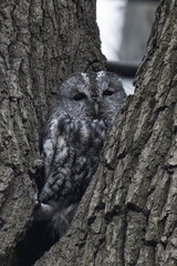 Tawny owl (Strix aluco), also called the brown owl
