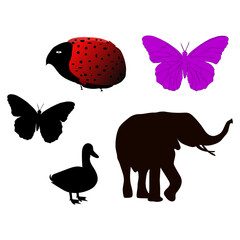 Insects are the most diverse group of organisms on Earth, comprising over a million known species.