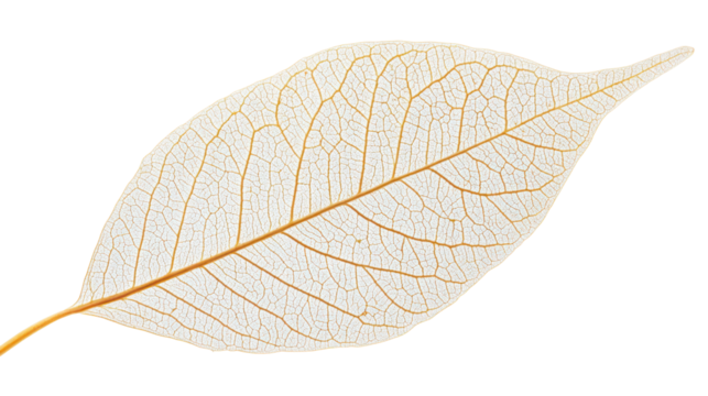 Delicate skeletal leaf on a white isolated background, showcasing intricate veining and unique texture perfect for nature-themed designs.