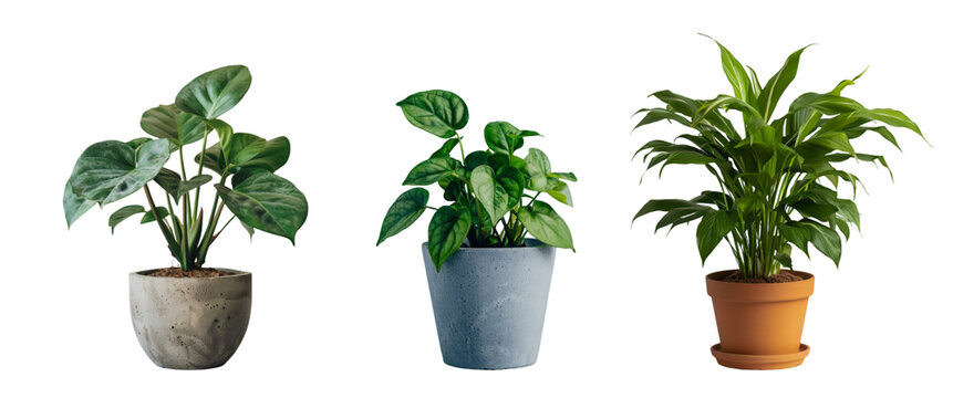 Green leafy potted planton white background