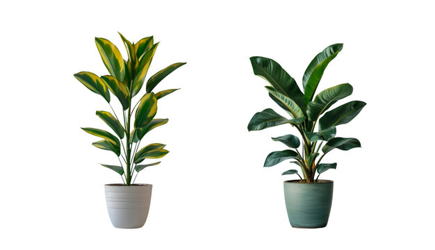 Green leafy potted planton white background