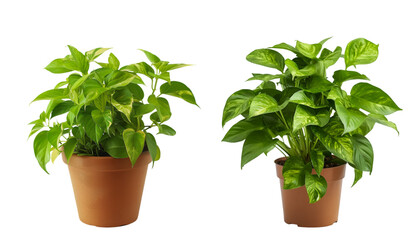 Green leafy potted planton white background