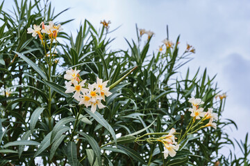 White and yellow oleander flowers in bloom