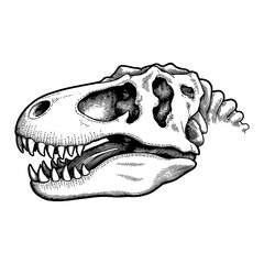 Fototapeta premium T Rex Dinosaur Skull Head with Teeth Side View Black and White Outline Line Art Drawing