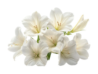 Elegant bouquet of white flowers on floral minimalist aesthetic high fidelity isolated on transparent background png