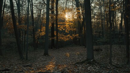 Fototapeta premium Autumn Sunset Illuminates Forest Trees With Golden Leaves