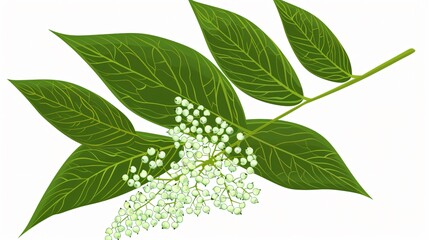 Fresh Green Elderberry Leaf on White Background - Cartoon Style