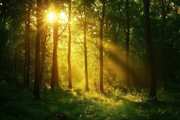 Obraz premium A serene forest scene with sunlight streaming through tall trees, creating a warm, golden glow.
