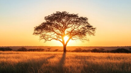 Silhouetted Tree at Sunset in a Field of Tall Grass