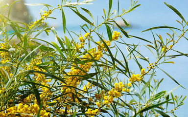 Yellow acacia flowers blooming under bright sunlight on warm spring day. Vibrant yellow flowers contrast beautifully with green leaves and serene blue background