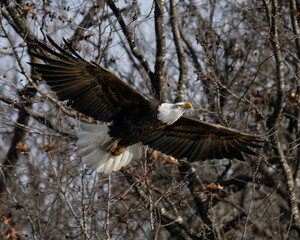 Bald Eagle flying