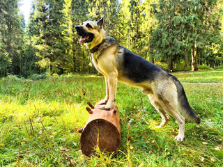 A German Shepherd standing proudly on a log in a vibrant forest during a sunny day, enjoying the great outdoors