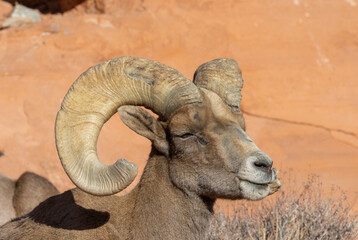 Desert Bighorn Sheep Ram in Nevada in Winter