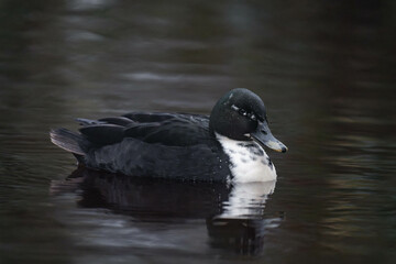 Pomeranian or Pommern duck (in German Pommernente)