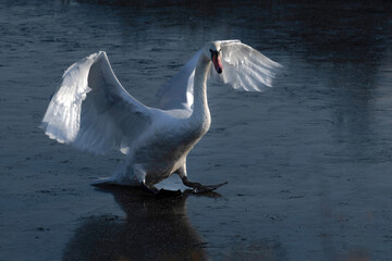 swan on ice © taddor