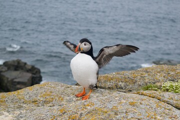 Standing Puffin with Wings Spread on Rocky Cliff